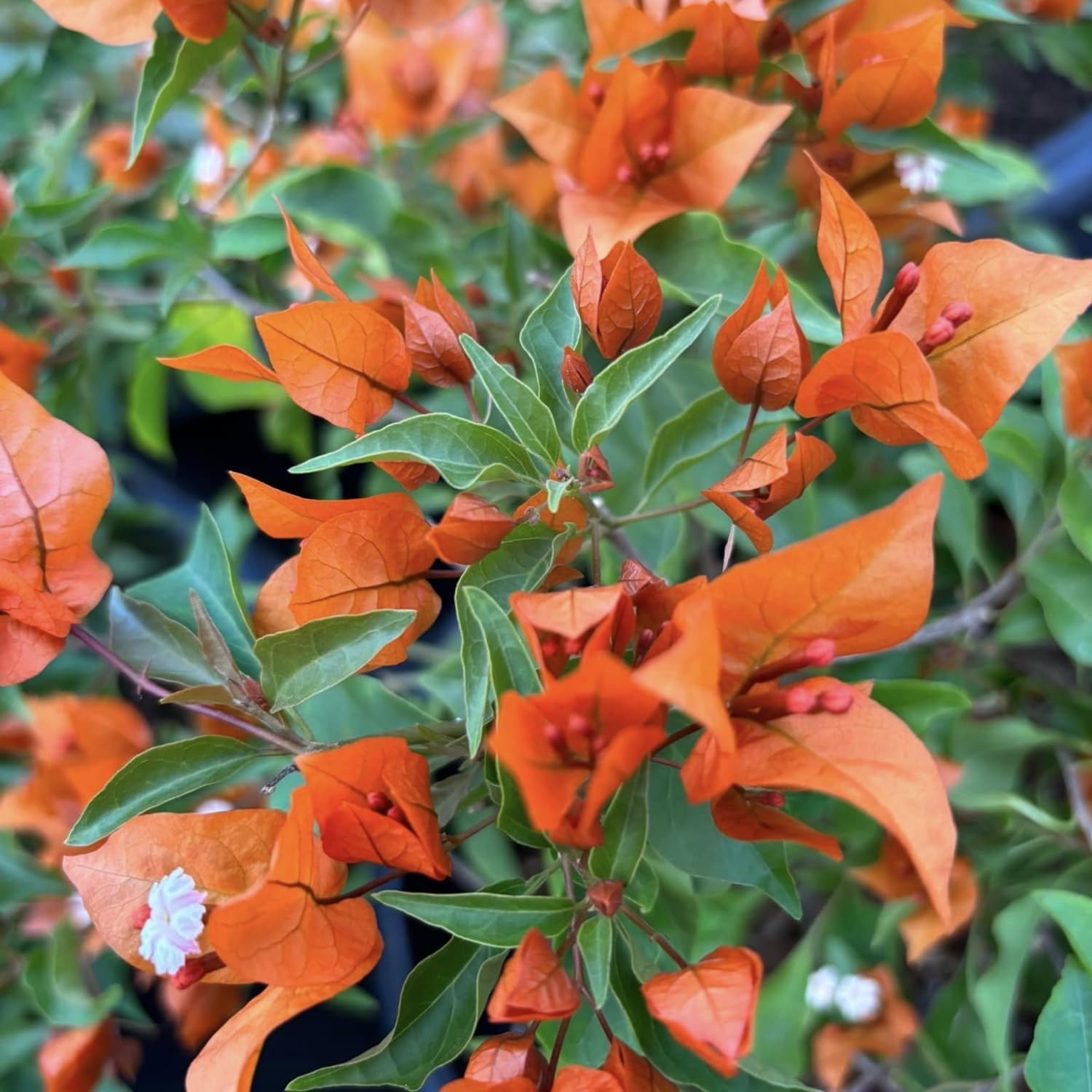 2 Orange Bougainvillea Live Plants 4 to 6 Inches No Pot V14295