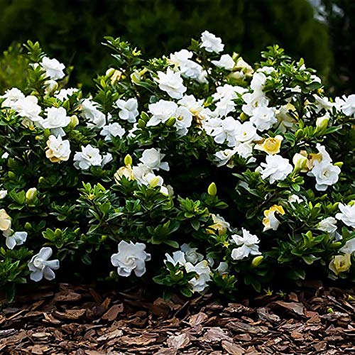 Southern Living Jubilation Gardenia, 2 Gal, Fragrant White Flowers H358742