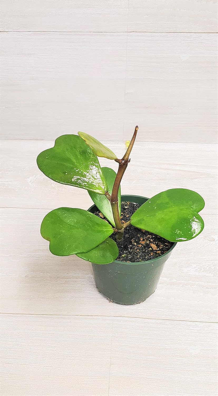 Hoya Kerrii Heart Shape Leaves Live House Plant 4" by 3exoticgreen S2948