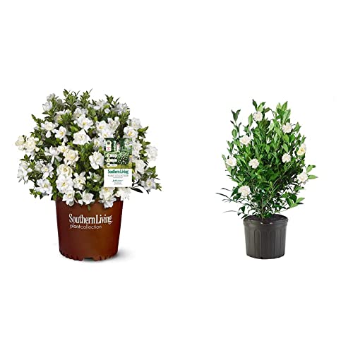 Southern Living Jublilation Gardenia, 2 Gal, Fragrant White Flowers