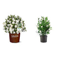 Southern Living Jublilation Gardenia, 2 Gal, Fragrant White Flowers