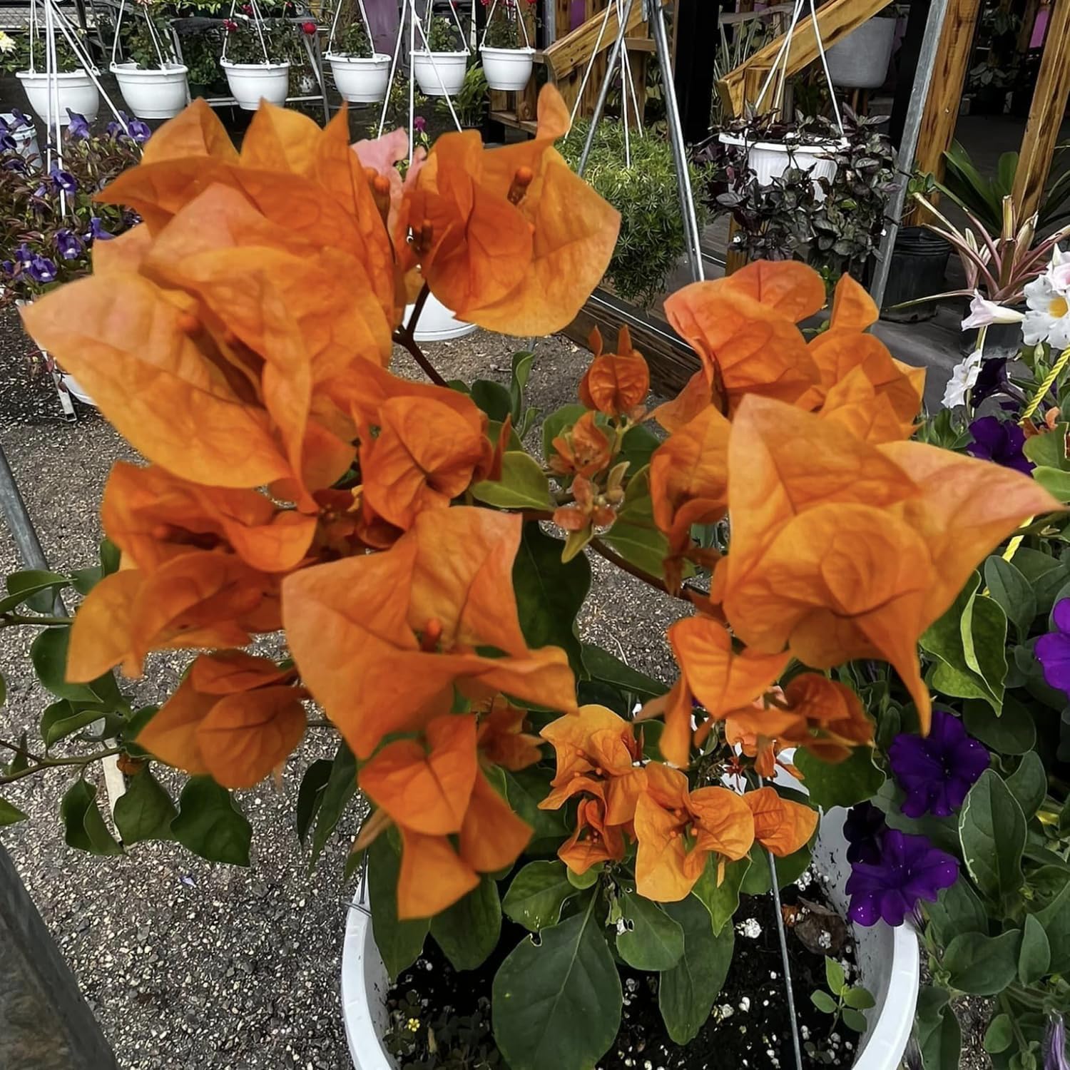 2 Orange Bougainvillea Live Plants 4 to 6 Inches No Pot V14295
