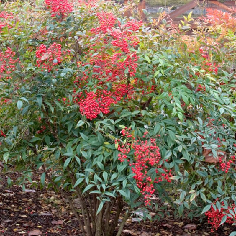 Domestic Nandina Shrub Live, Ornamental Nandina Plant Live Houseplant 6 to 9 Inch Tall in Quart Pot, Nandina Live Plant