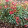 Domestic Nandina Shrub Live, Ornamental Nandina Plant Live Houseplant 6 to 9 Inch Tall in Quart Pot, Nandina Live Plant