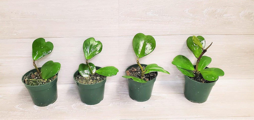 Hoya Kerrii Heart Shape Leaves Live House Plant 4" by 3exoticgreen S2948