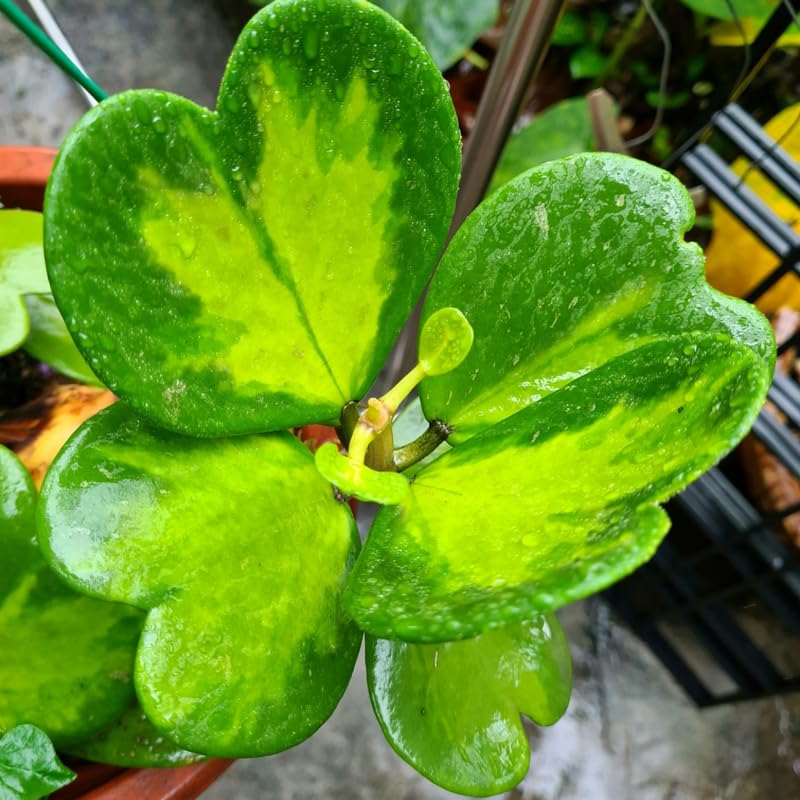 Hoya Kerrii Heart Plant 2 Inches Potted Indoor Houseplant V30352