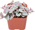 Sprout N Green String of Heart Variegata | Ceropegia woodii f. variegata, Live Plant Rooted in 2in Nursery Pot, Indoor Outdoor Office Home Holiday Décor