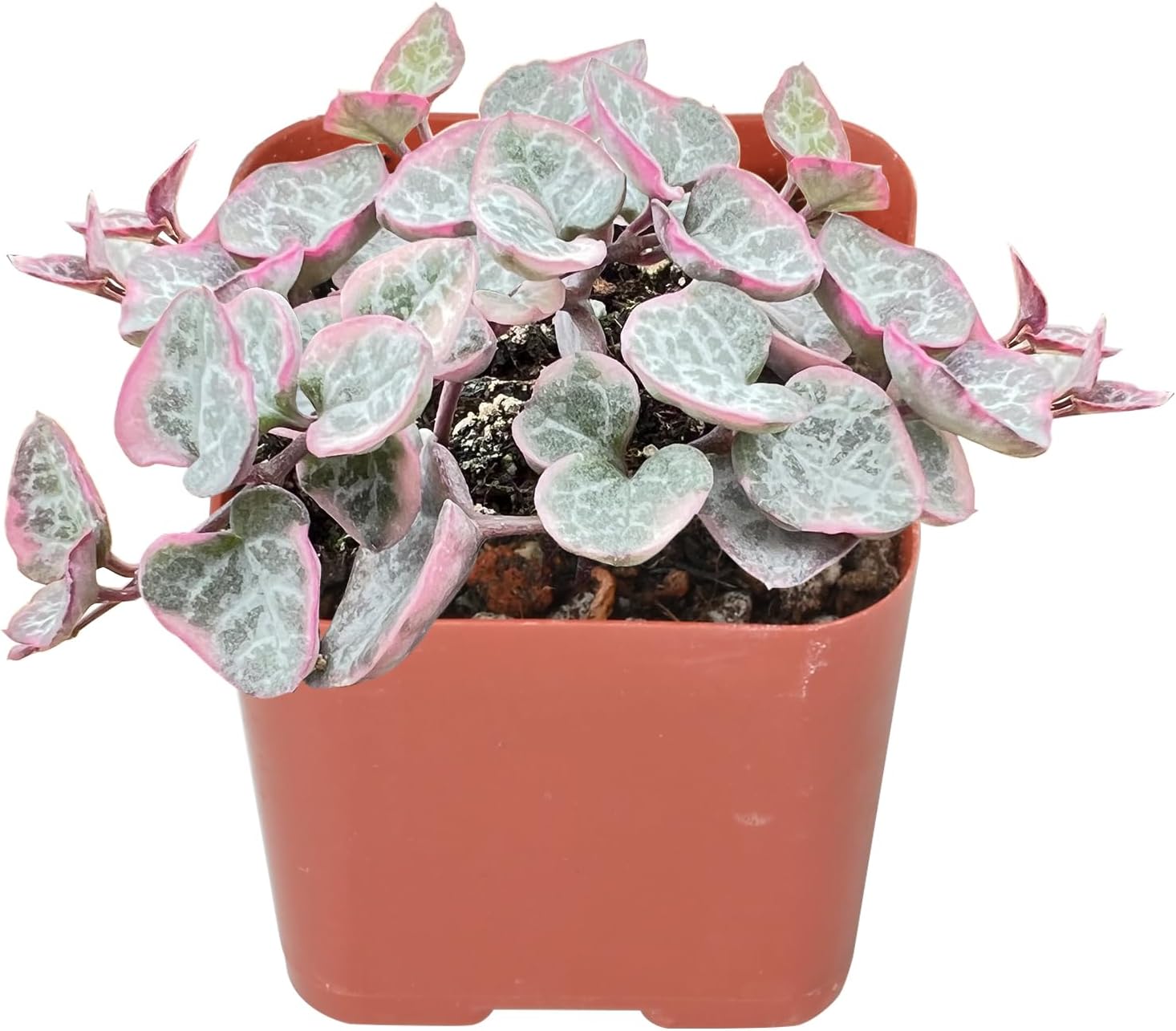 Sprout N Green String of Heart Variegata | Ceropegia woodii f. variegata, Live Plant Rooted in 2in Nursery Pot, Indoor Outdoor Office Home Holiday Décor