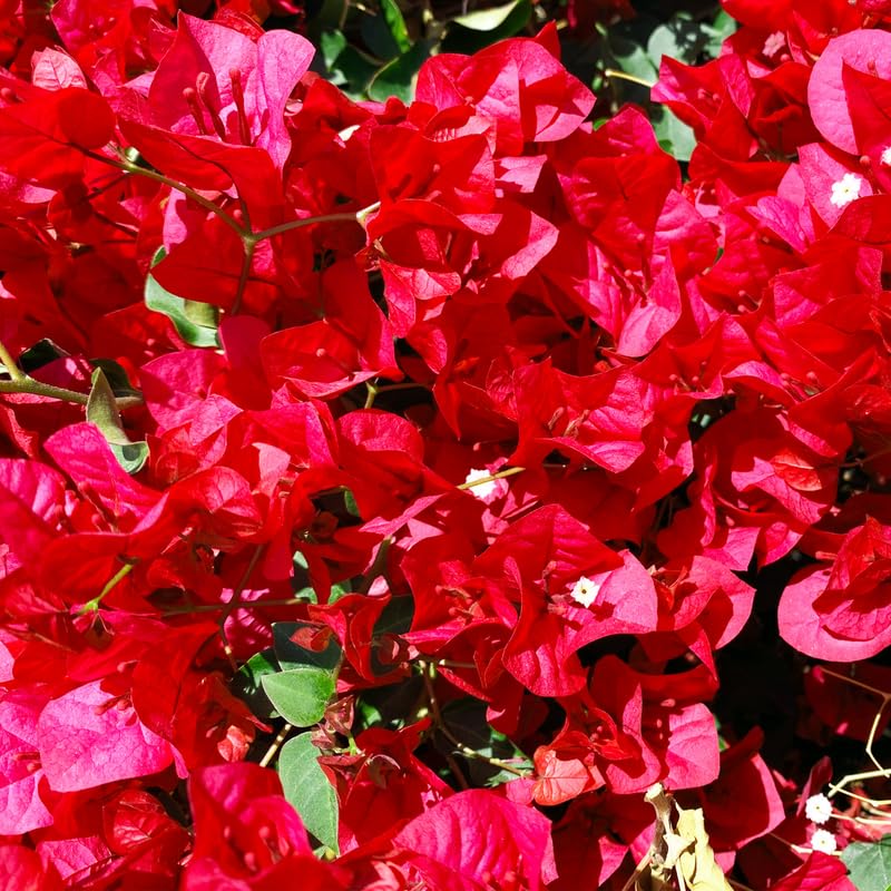 Pink Bougainvillea Starter Plants, 2 Live Trees, 4 Inches Tall, Outdoor Garden N907280