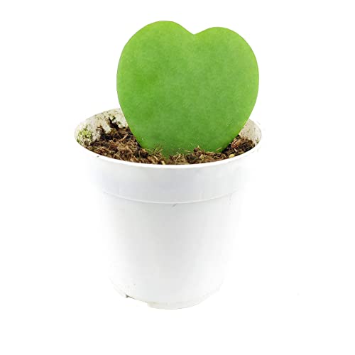 Hoya Kerrii Heart 4" Grower Pot Sweetheart Valentine Hoya Houseplant D1703