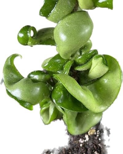Hoya Compacta Hindu Rope Plant, 4 Inch Pot U268