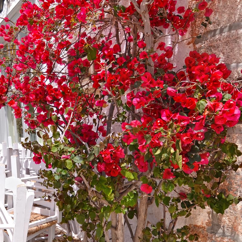 Pink Bougainvillea Flowering Plants, 2 Starter Bougainvillea Trees from 4 Inches Tall, Bougainvillea Plants Live Outdoor Garden, Bougainvillea Live Plants
