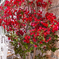 Pink Bougainvillea Flowering Plants, 2 Starter Bougainvillea Trees from 4 Inches Tall, Bougainvillea Plants Live Outdoor Garden, Bougainvillea Live Plants
