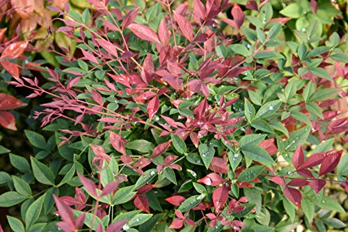 Obsession Nandina Shrub 2 Gal. G97271