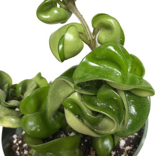 Hoya Compacta Hindu Rope Plant, 4 Inch Pot U268