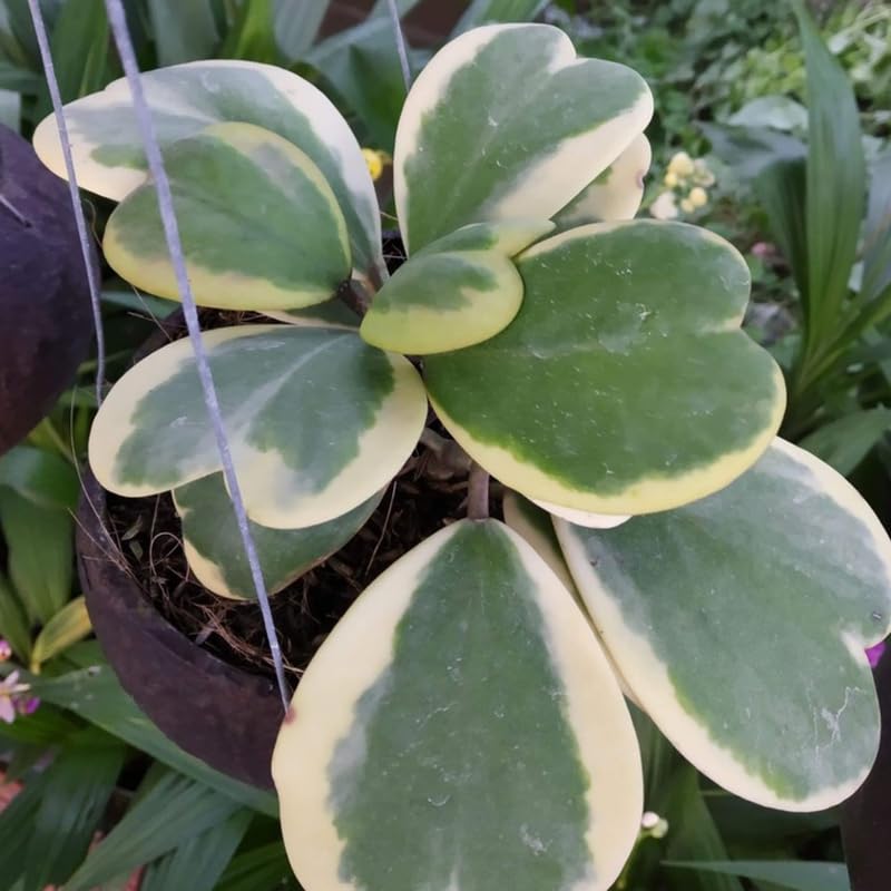 Hoya Kerrii Heart Plant, Green Hoya Plant Live Houseplants 2 Inches Potted to Plant Indoor