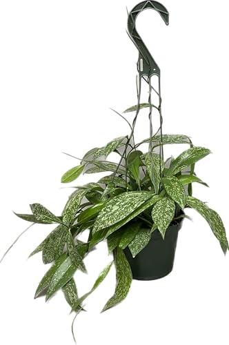 Hoya Publicalyx Splash Red Button Live Houseplant, 4" Pot U90784