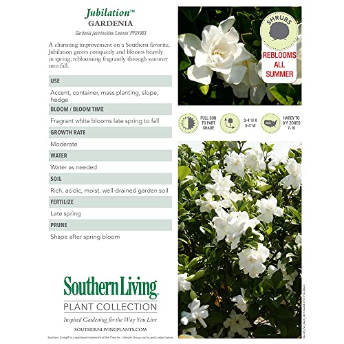 Southern Living Jubilation Gardenia, 2 Gal, Fragrant White Flowers H358742