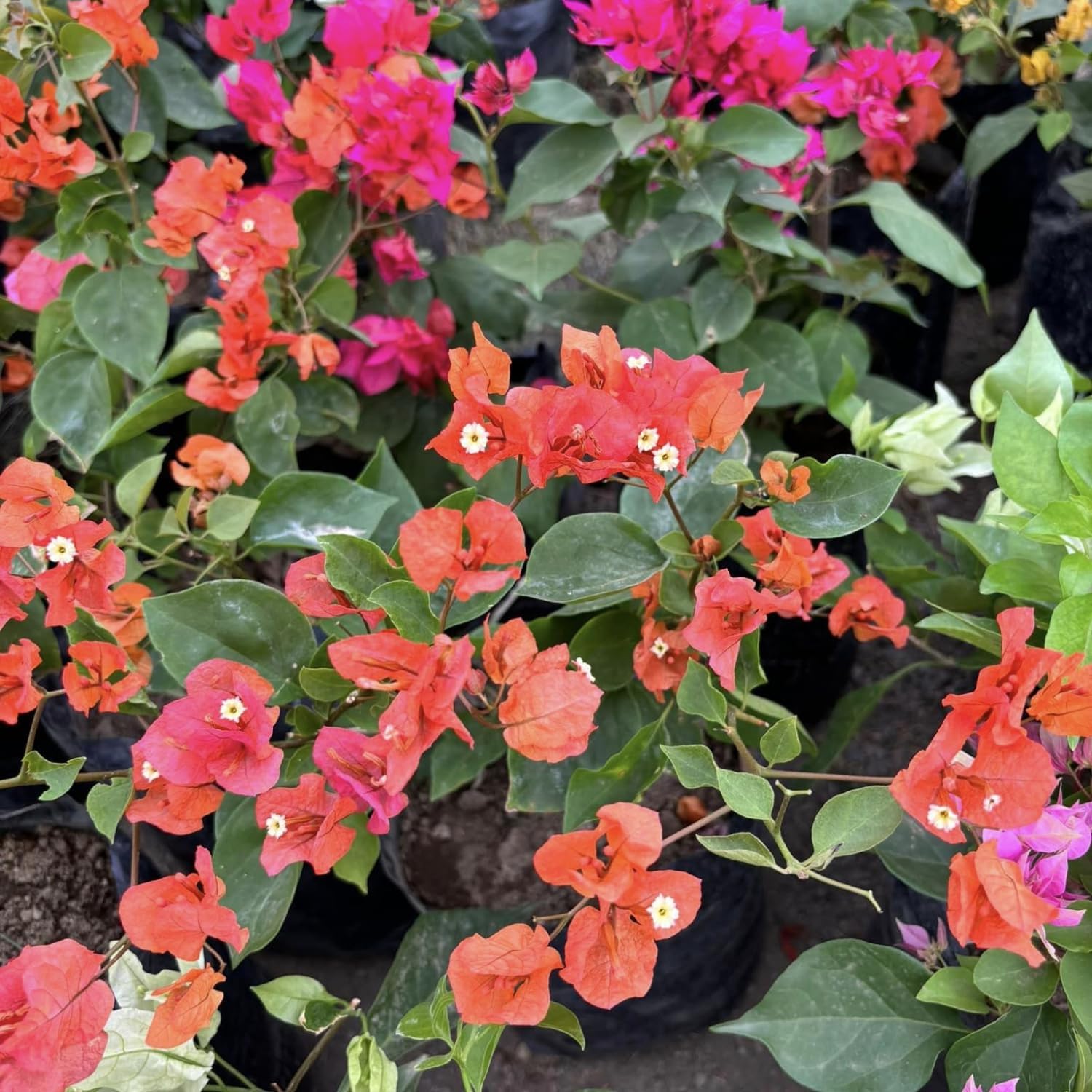 2 Orange Bougainvillea Live Plants 4 to 6 Inches No Pot V14295