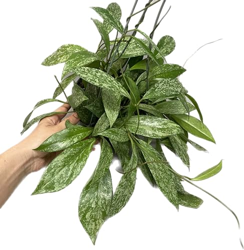 Hoya Publicalyx Splash Red Button - Hoya Plant - Air Purifying Plant - Pet Friendly Plant - Hoya Plants Live Houseplants - Wax Plant (3-4 Plants, 4" Pot)