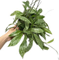 Hoya Publicalyx Splash Red Button - Hoya Plant - Air Purifying Plant - Pet Friendly Plant - Hoya Plants Live Houseplants - Wax Plant (3-4 Plants, 4" Pot)