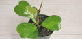 Hoya Kerrii aka Heart Shape Leaves Live Rare House Plants (All Plants are Fully Rooted Plants!) in 4" by 3exoticgreen