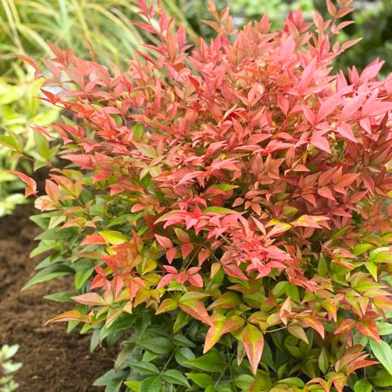 Nandina Shrub Live Plant in Quart Pot, 6 to 9 Inch Tall Z370985