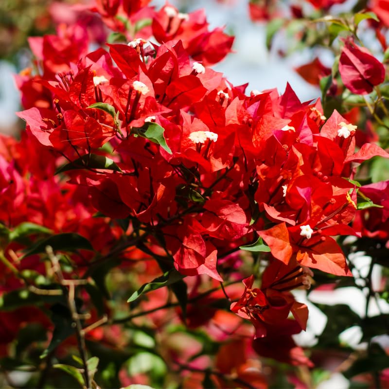 Pink Bougainvillea Starter Plants, 2 Live Trees, 4 Inches Tall, Outdoor Garden N907280