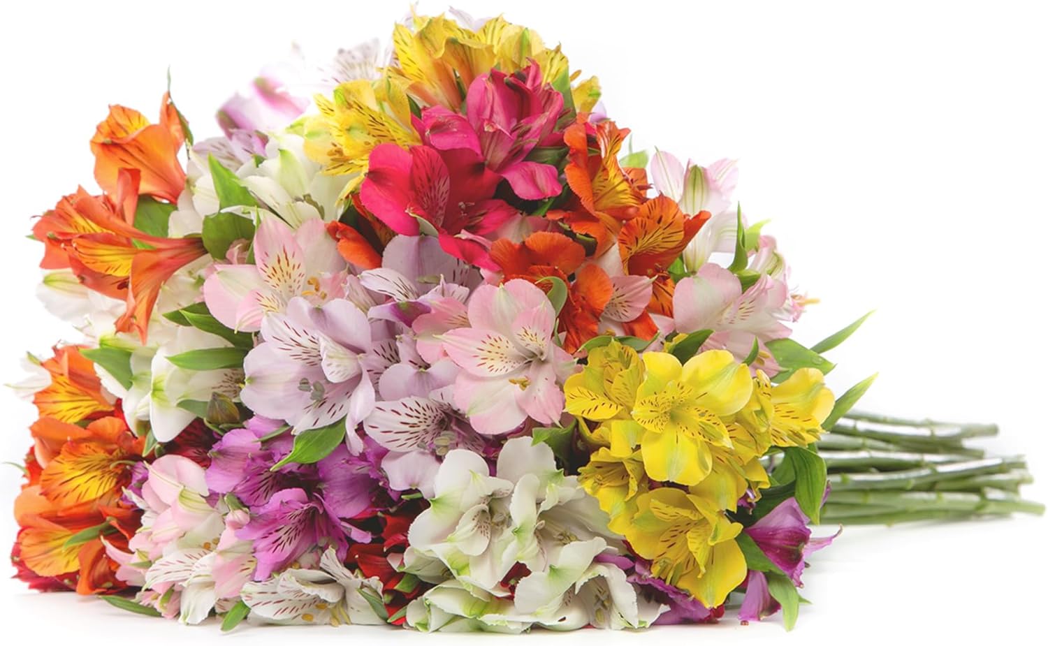 24 Multicolored Alstroemeria Bouquet, Hand-Tied Fresh Cut Flowers Y887308