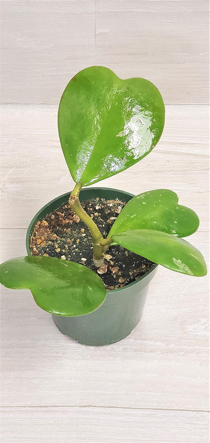 Hoya Kerrii Heart Shape Leaves Live House Plant 4" by 3exoticgreen S2948
