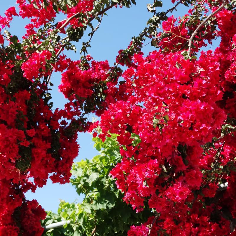 Pink Bougainvillea Starter Plants, 2 Live Trees, 4 Inches Tall, Outdoor Garden N907280