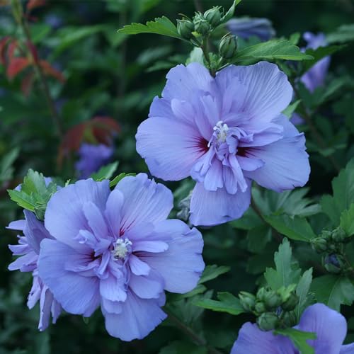 Proven Winners Blue Chiffon Hibiscus 2 Gallon Z471335