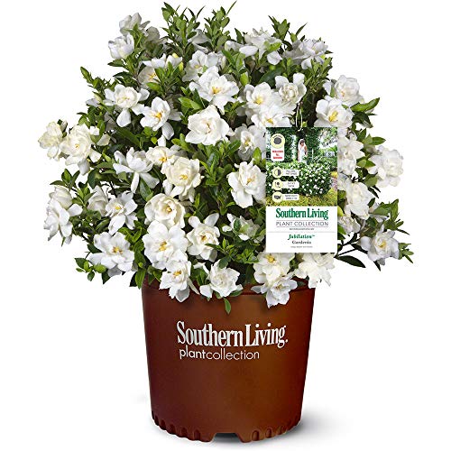 Southern Living Jubilation Gardenia, 2 Gal, Fragrant White Flowers H358742