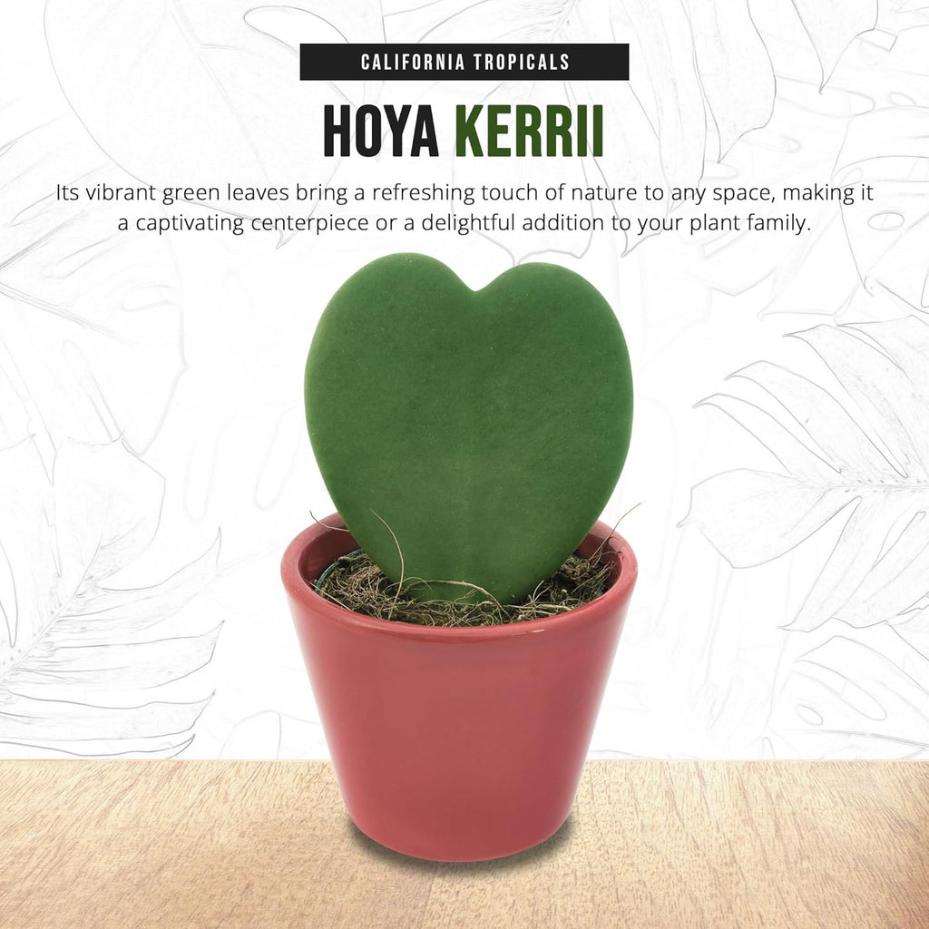 Hoya Kerrii 2+ Leaves - 4" Pot by California Tropicals W276