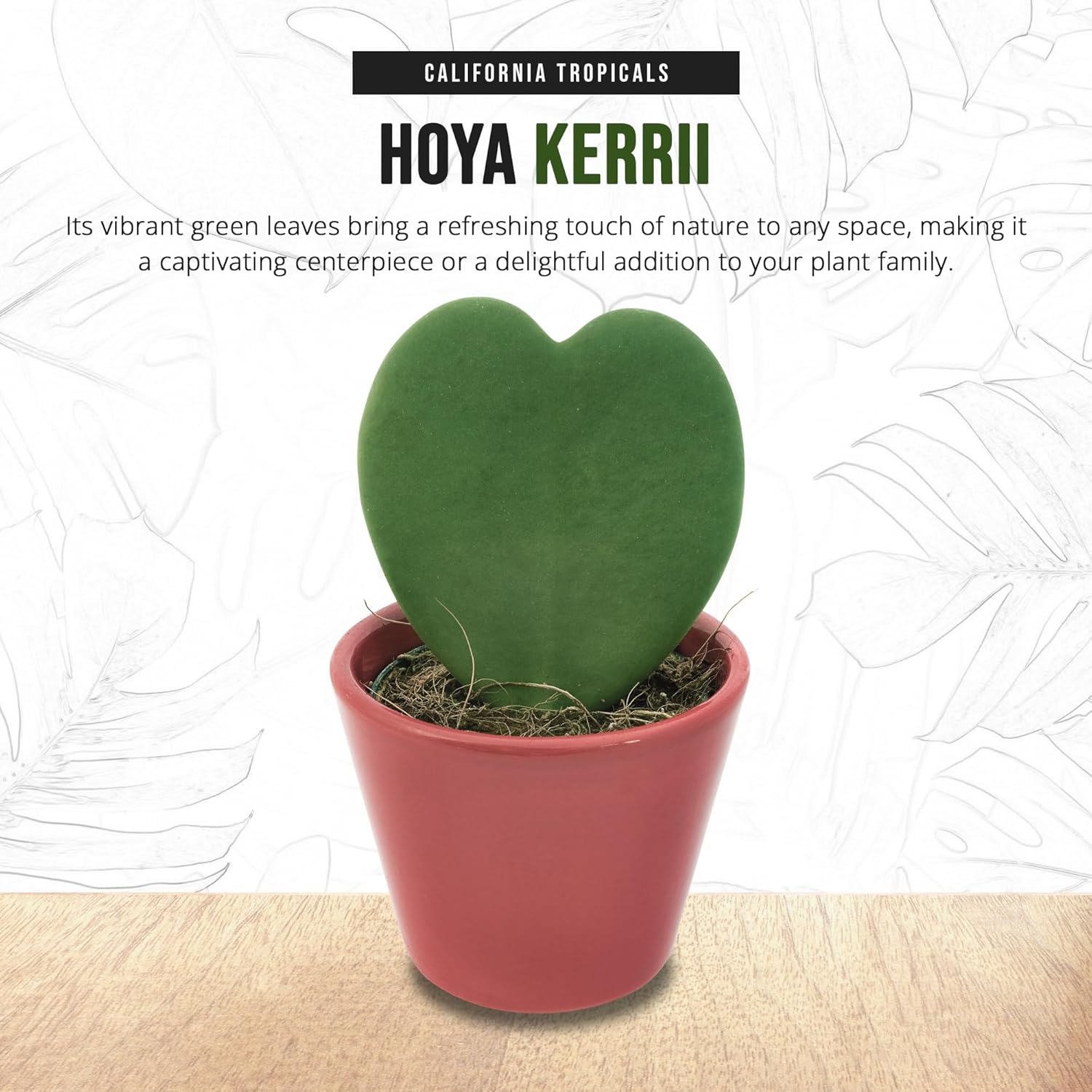 Hoya Kerrii 2+ Leaves - 4" Pot by California Tropicals W276