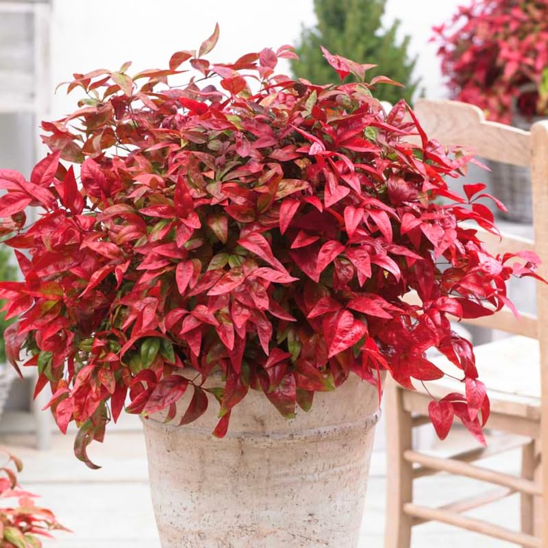 Nandina Shrub Live Plant in Quart Pot, 6 to 9 Inch Tall Z370985