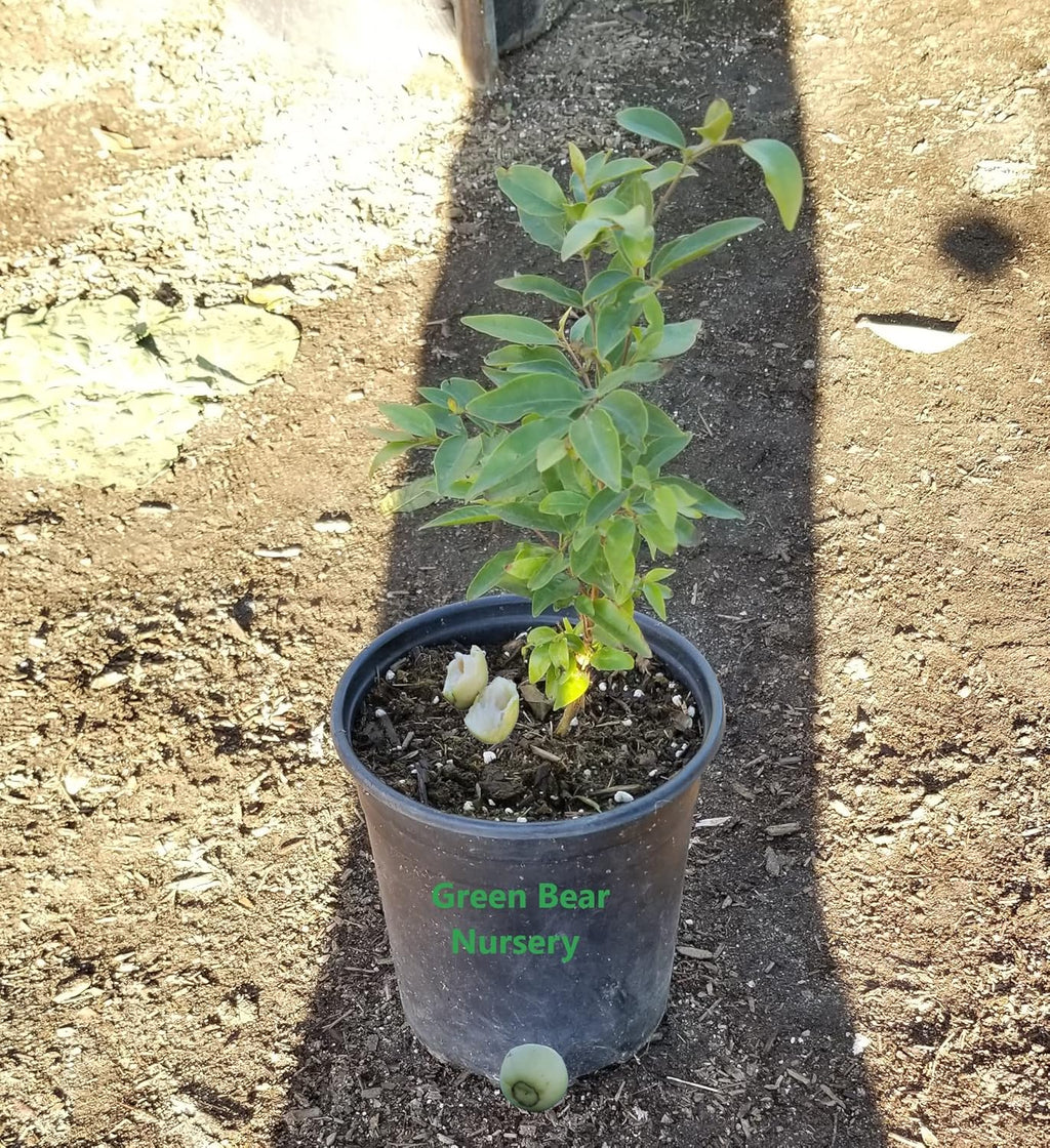 South American Arrayan Fruit-Tree- 1 Gallon Potted