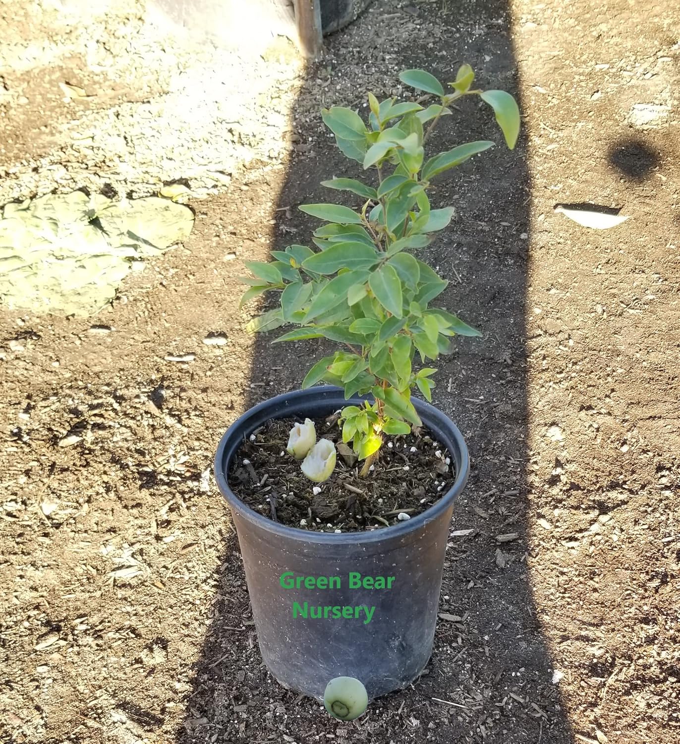South American Arrayan Fruit-Tree- 1 Gallon Potted