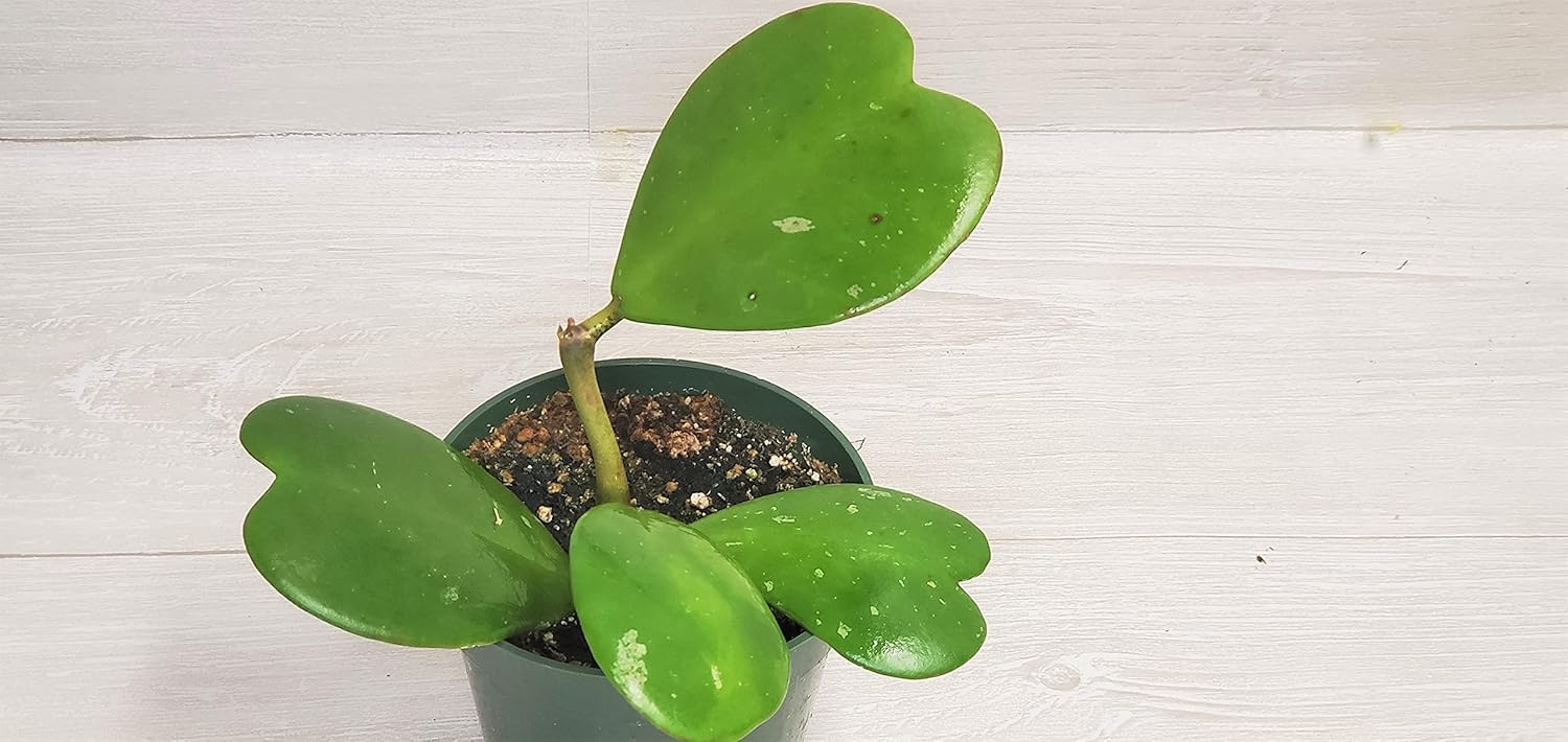 Hoya Kerrii Heart Shape Leaves Live House Plant 4" by 3exoticgreen S2948