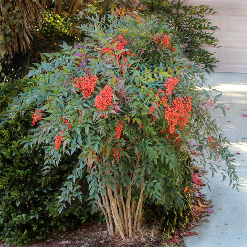 Nandina Shrub Live Plant in Quart Pot, 6-9 Inch Tall V9967