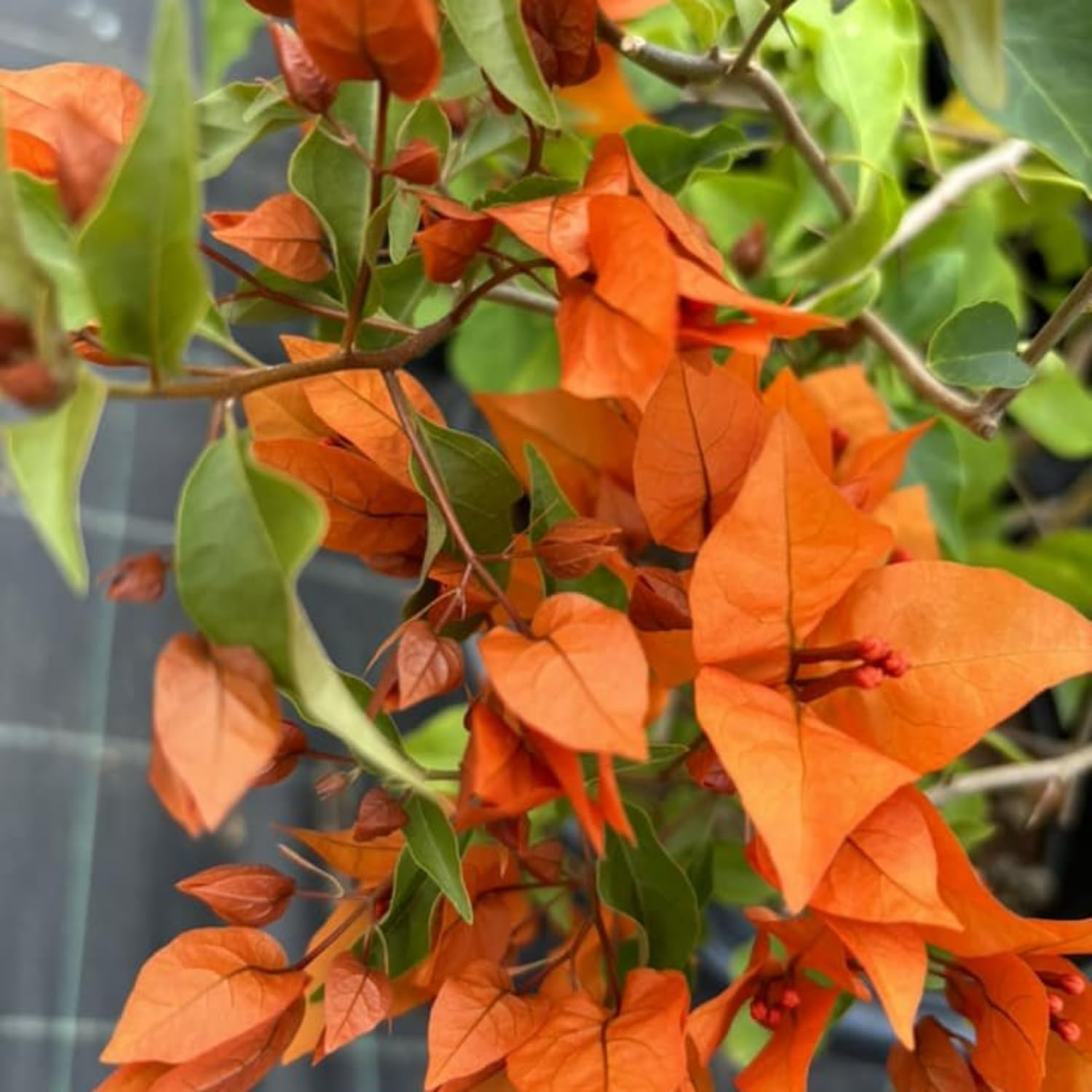 2 Orange Bougainvillea Live Plants 4 to 6 Inches No Pot V14295