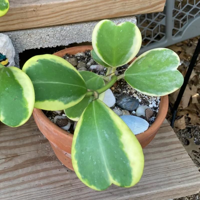 Hoya Kerrii Heart Plant 2 Inches Potted Indoor Houseplant V30352