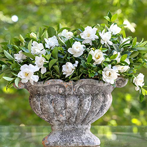 Southern Living Jubilation Gardenia, 2 Gal, Fragrant White Flowers H358742