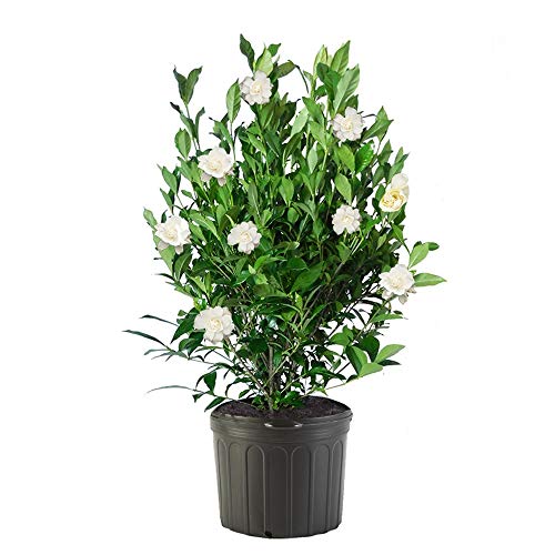 Southern Living Jubilation Gardenia, 2 Gal, Fragrant White Flowers H358742
