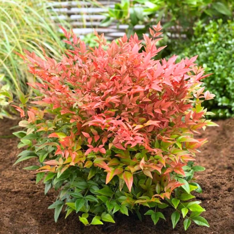 Domestic Nandina Shrub, Ornamental Nandina Plant Live to Grow 6 to 9 Inch Tall, Nandina Live Plant in Quart Pot