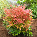 Domestic Nandina Shrub, Ornamental Nandina Plant Live to Grow 6 to 9 Inch Tall, Nandina Live Plant in Quart Pot