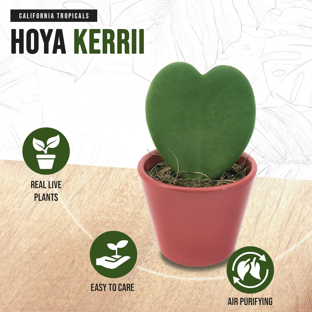 Hoya Kerrii 2+ Leaves - 4" Pot by California Tropicals W276