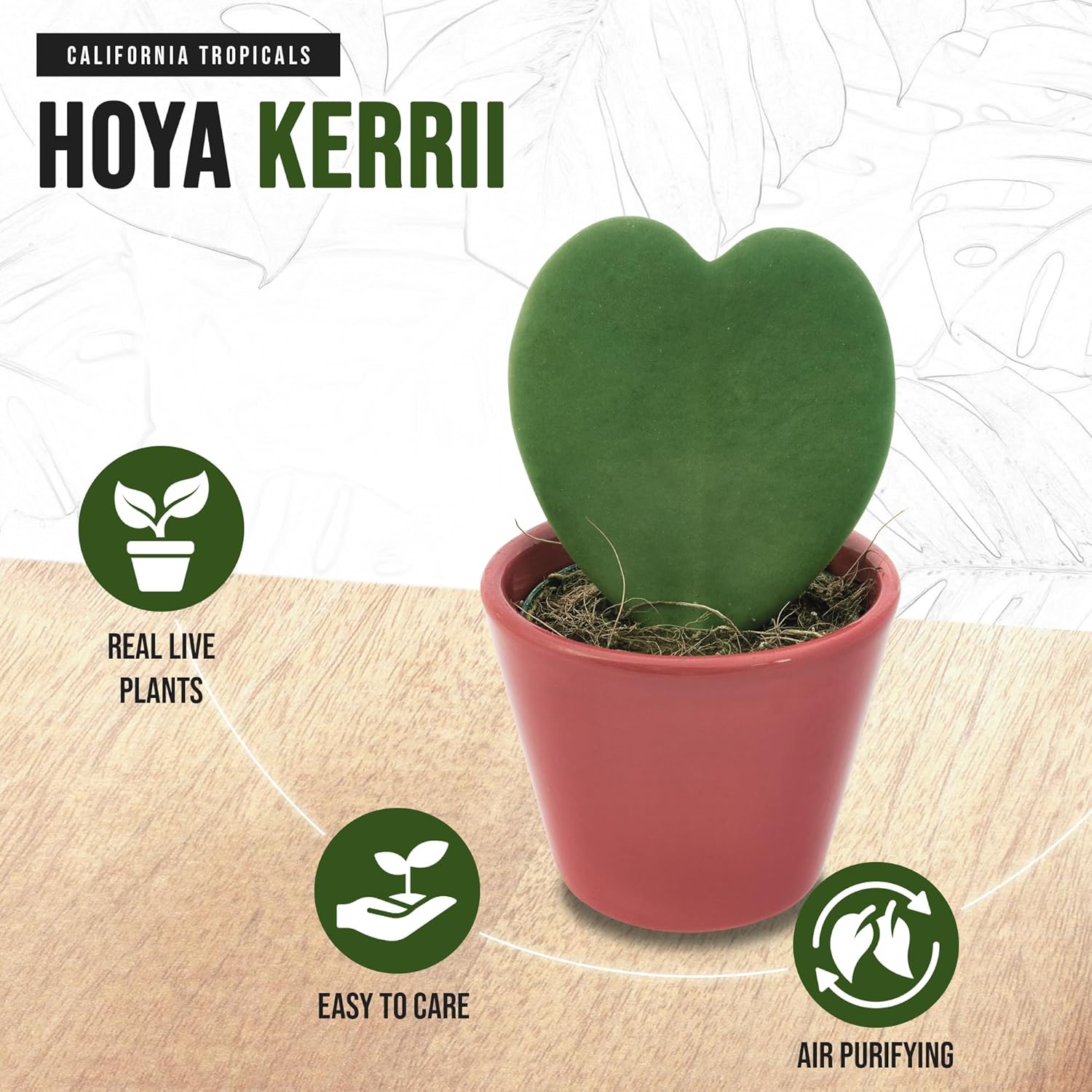 Hoya Kerrii 2+ Leaves - 4" Pot by California Tropicals W276