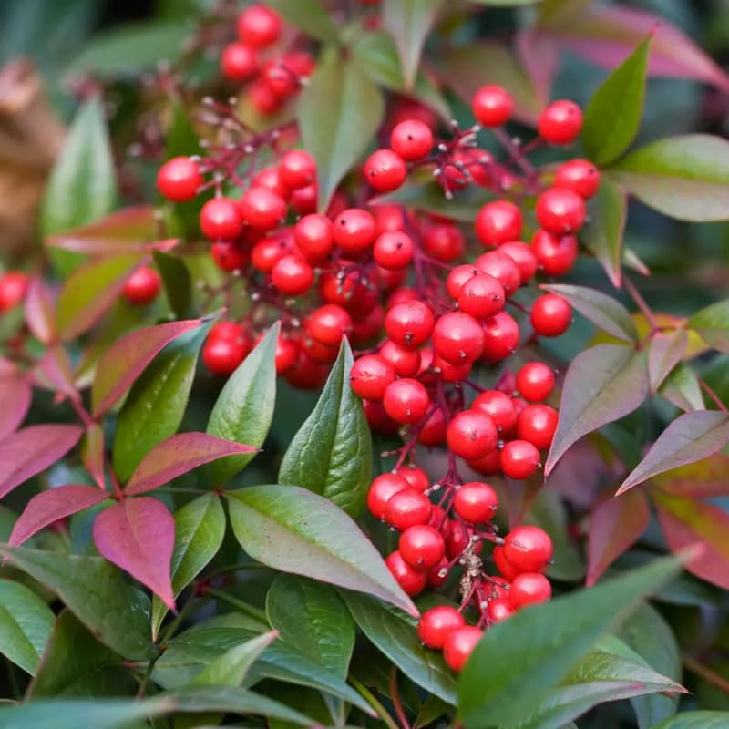 Domestic Nandina Shrub, Ornamental Nandina Plant Live 6 to 9 Inch Tall in Quart Pot, Nandina Live Plant