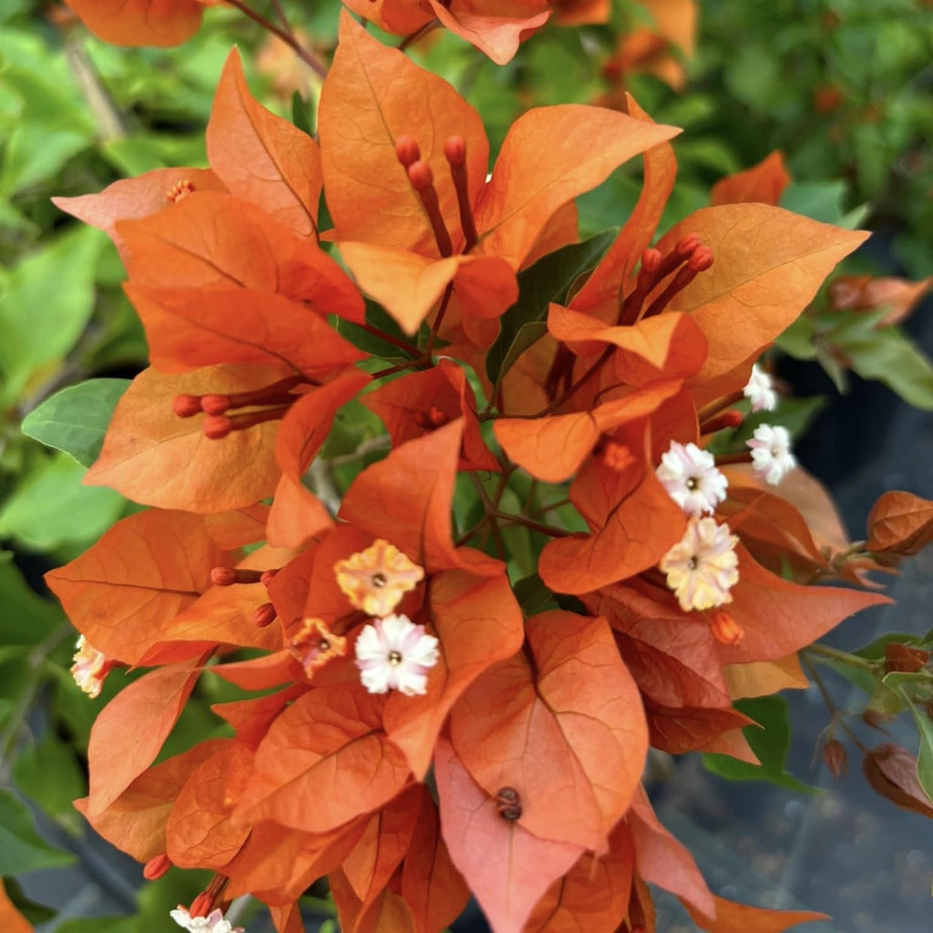 2 Orange Bougainvillea Live Plants 4 to 6 Inches No Pot V14295
